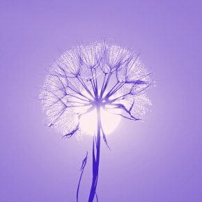 Month of the Military Child - a dandelion flower that has gone to seed in front of the sun, all in a purple tone